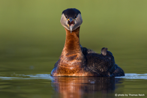 Red-necked Grebe calling