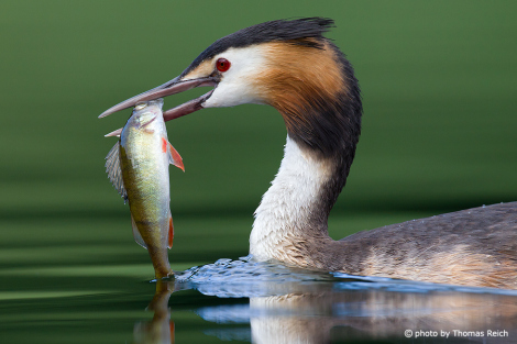 Great Crested Grebe with food