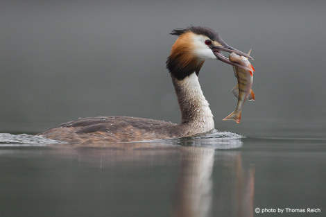 Great Crested Grebe an Underwater Hunter