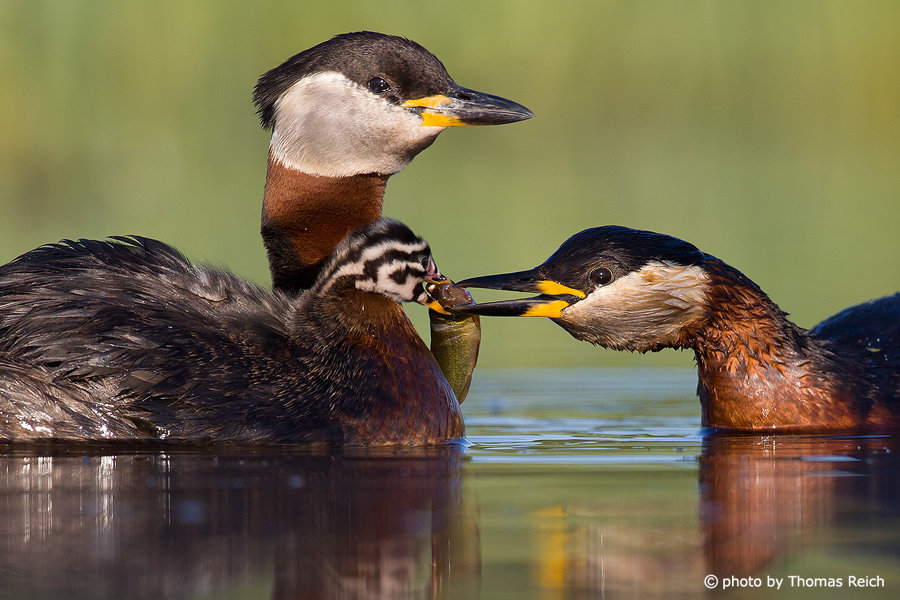 Red necked Grebe feeds fish for chick