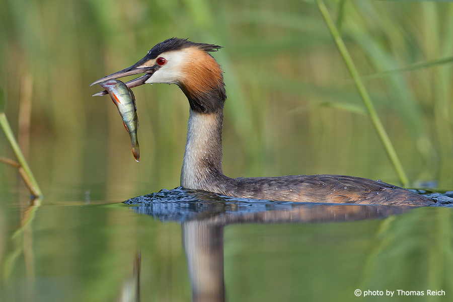 Great crested grebe with captured fish