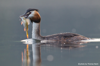 Great Crested Grebe diving for fish