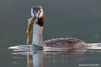 Great Crested Grebe after hunting fish