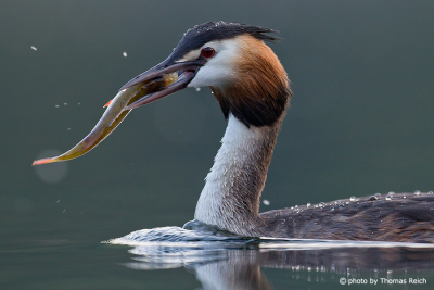 Great Crested Grebe swallowing fish