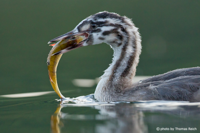 Juvenile Great Crested Grebe with fish in beak