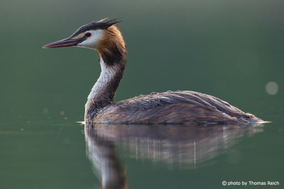 Great Crested Grebe in natural habitat