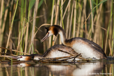 Mating Great Crested Grebes