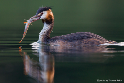 Great Crested Grebe with captured fish after diving