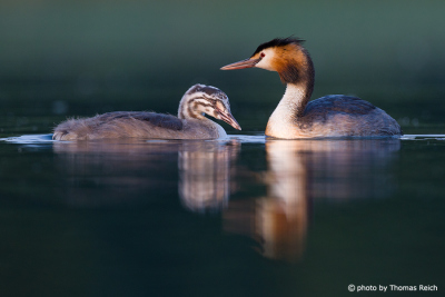 Raising up of young Great Crested Grebe