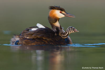 Great Crested Grebe carrying chick