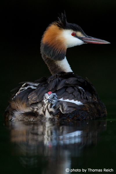 Great Crested Grebe with junior