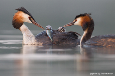Great Crested Grebe parents feeding fish