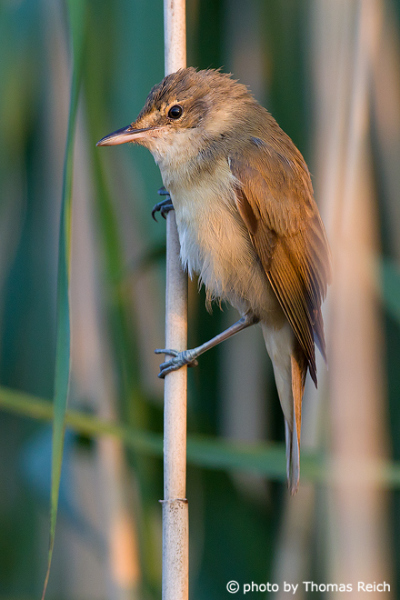 Juvenile Great Reed Warbler in Germany