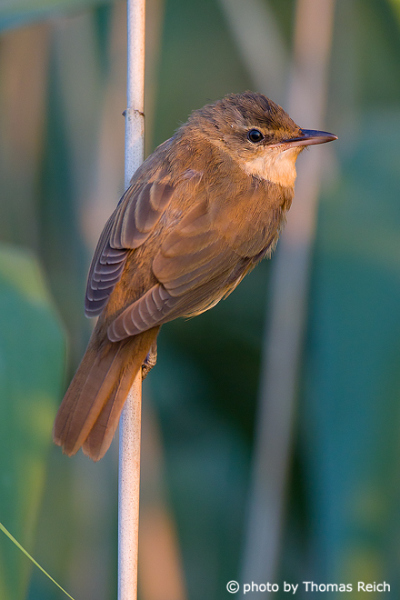 Young Great Reed Warbler