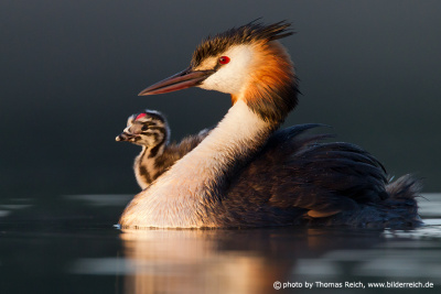 Great Crested Grebe with chick in the morning light