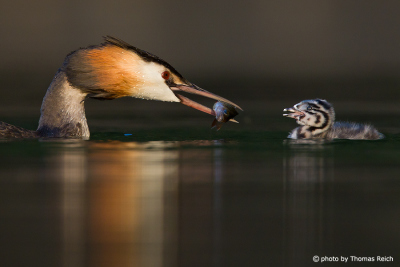 Great Crested Grebe feeds small chick with fish