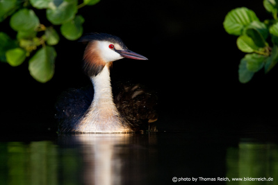 Great Crested Grebe white neck