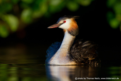 Great Crested Grebe voice