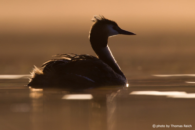 Great Crested Grebe in the backlight