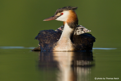 Great Crested Grebe carries babies on his back