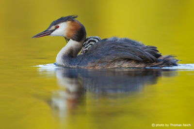 Great Crested Grebe carrying chick on back
