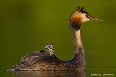 Great Crested Grebe with chick on back