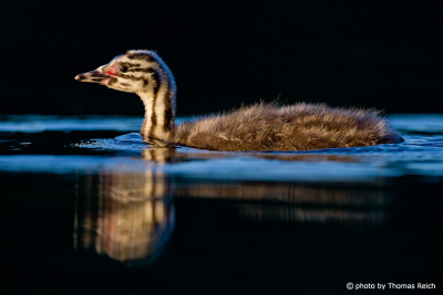 Juvenile Great Crested Grebe in evening light
