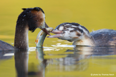 Great Crested Grebe feeds young grebe