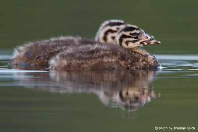 Great Crested Grebe fledglings