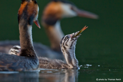 Young great crested grebe devours fish