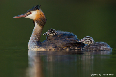 Great Crested Grebe with two fledglings