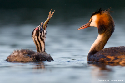 Great Crested Grebe chick eats big fish