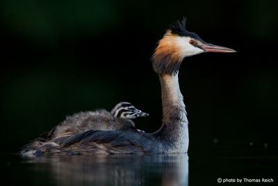 Great crested grebe carry chicks on back