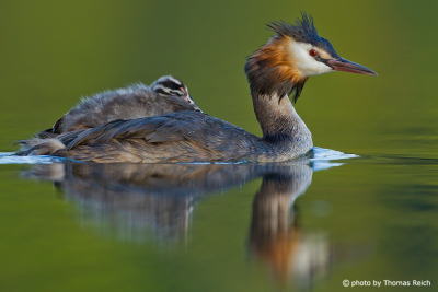 Great Crested Grebe with fledgling