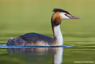 Appearance Great Crested Grebe