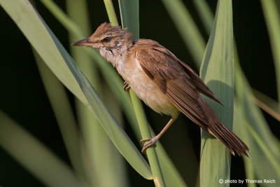 Great Reed Warbler in the reeds