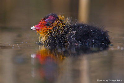 Eurasian Coot chick trying to swim