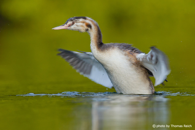 Great Crested Grebe streching wings