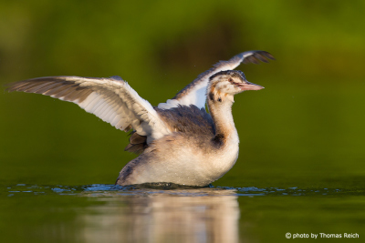 Young Great Crested Grebe try to fly