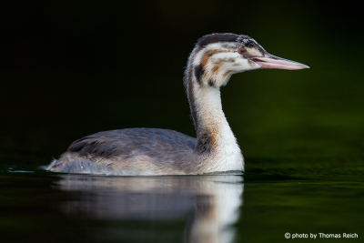 Great Crested Grebe Juvenile side view