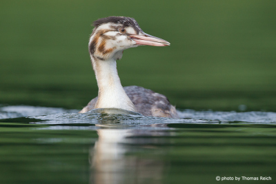 Great Crested Grebe fledgling