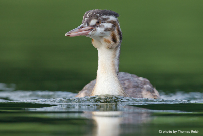 Great Crested Grebe in in youth plumage