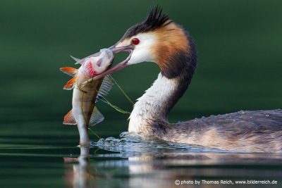 Great Crested Grebe eating fish