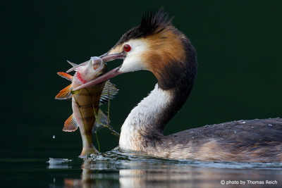 Great Crested Grebe with big fish in bill