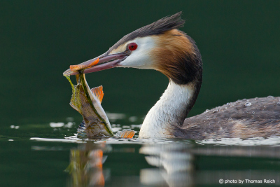 Great Crested Grebe hunting