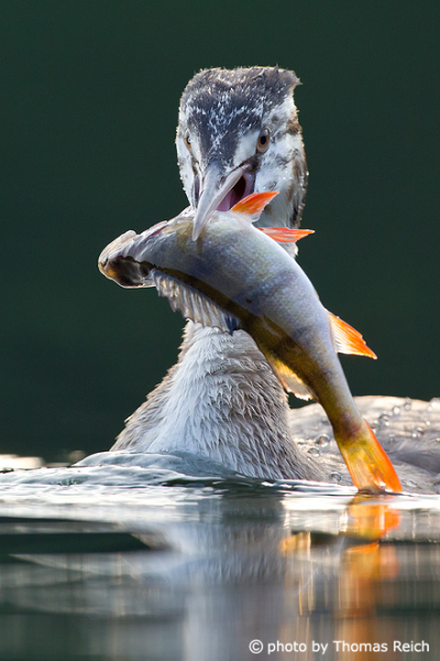 Great Crested Grebe food