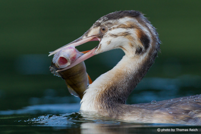 Young Great Crested Grebe feeds on fish