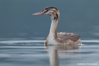 Immature Great Crested Grebe floats on lake surface