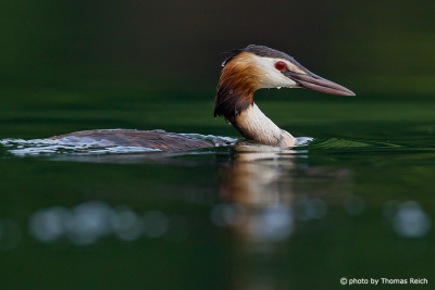 Great Crested Grebe before diving