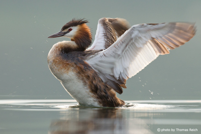 Great Crested Grebe in winter